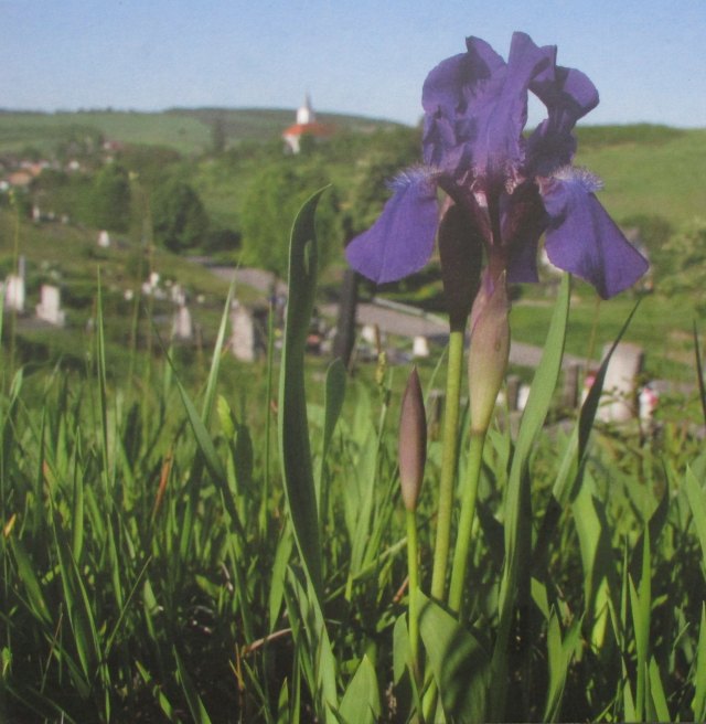 2019. vi extra verdefnyes BU (Brilliant Uncirculated) forgalmi sor